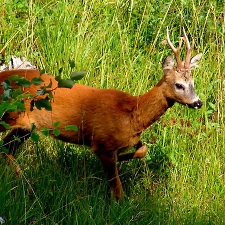 Rifugio Escursionistico La Rua Guest house Macra